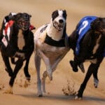 Greyhound Racing 2012