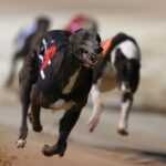 Greyhound Derby 2013