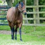 Irish Horse Breeding