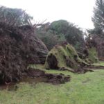 Storm Damaged Golf Clubs