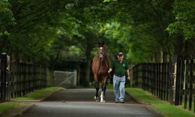 Sponsor Spotlight – Moyglare Stud