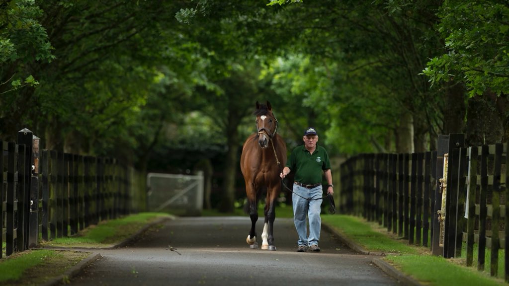 Sponsor Spotlight – Moyglare Stud