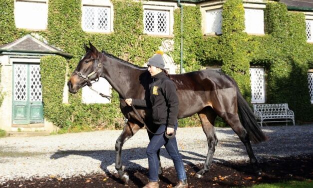 Your Chance to Own a Racehorse with Sport for Business and All About Sunday